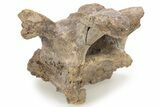 Hadrosaur (Edmontosaurus) Cervical Vertebral Arch - Wyoming #229718-2